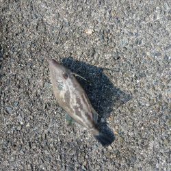 厳しい沖堤(泣)