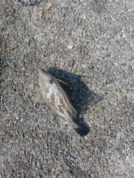 厳しい沖堤(泣)