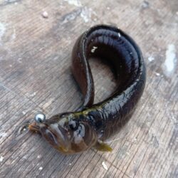 冬の穴釣り開始＆アタリの日