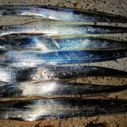 カワハギ後、タチウオ。