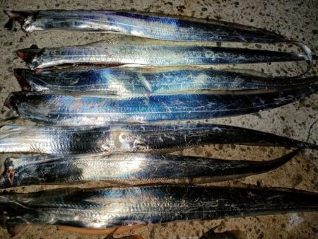 カワハギ後、タチウオ。