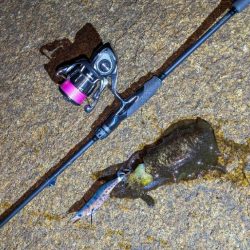 新居浜エギング