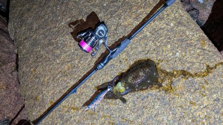 新居浜エギング