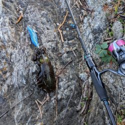 新居浜エギング