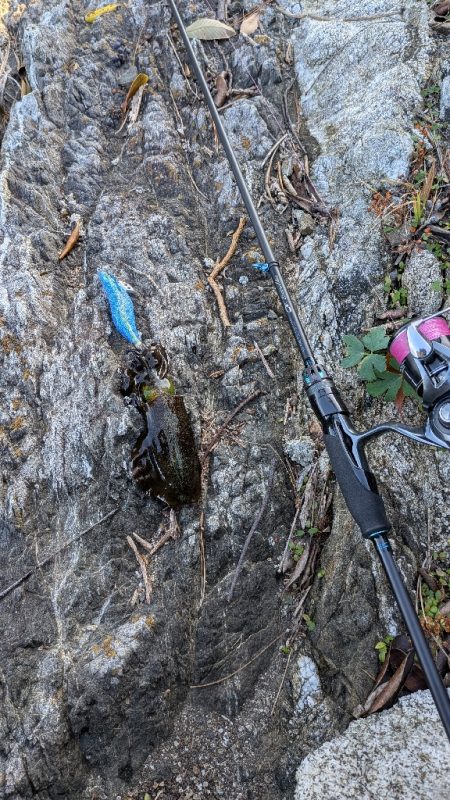 新居浜エギング