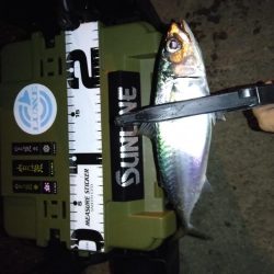 強風ベイトフィネス!