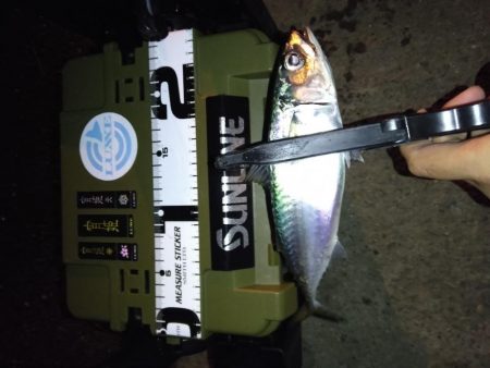 強風ベイトフィネス!