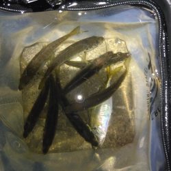 鯖にやられた日