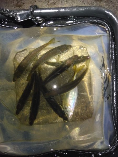 鯖にやられた日