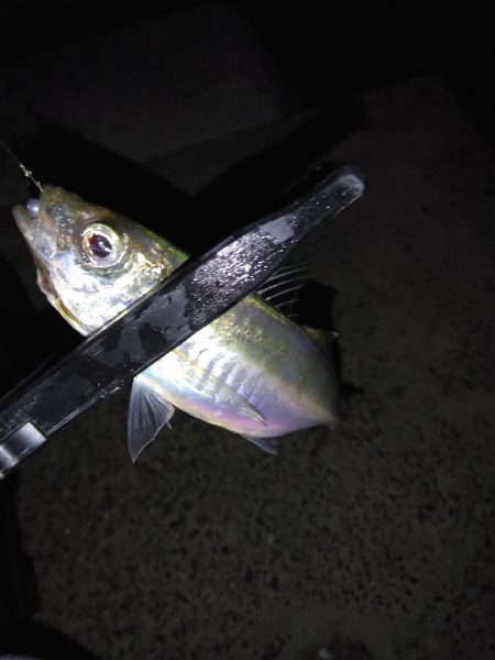 今日は負けない！