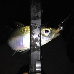 どこでやっても豆鯵!