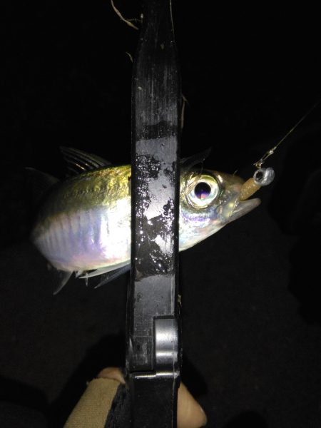 どこでやっても豆鯵!