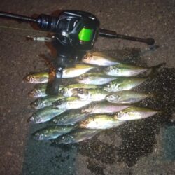 イカはまだのようです。