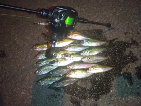 イカはまだのようです。