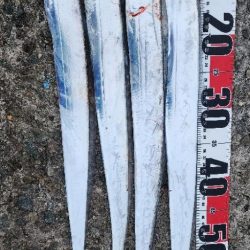 釣り易い釣れない魚