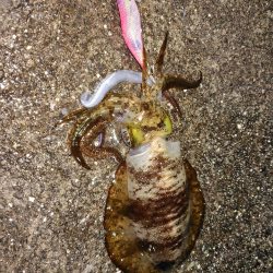 犬熊漁港でエギング