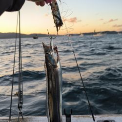 大阪湾船タチ好調