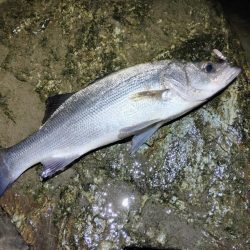 強風によりランガン