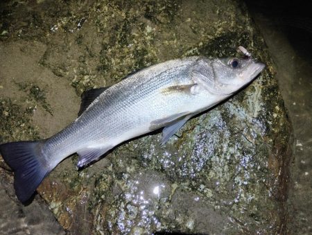 強風によりランガン