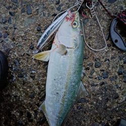 ショアジギでヤズ