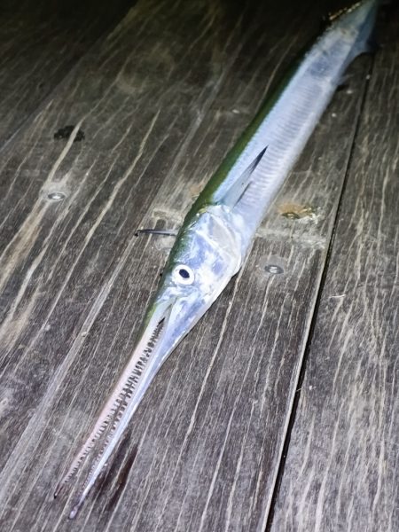 秋も深まり⋯⋯