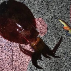 リメイク餌木で2連発🦑