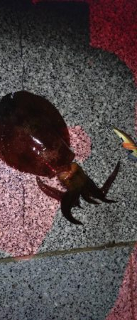 リメイク餌木で2連発🦑