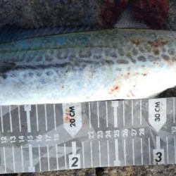 鰤はフック折れで逃した…(泣)