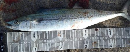 鰤はフック折れで逃した…(泣)