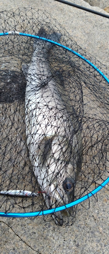 水鳥達が周辺で沢山居たけど…