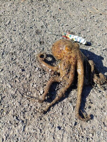 すんなりタコ君