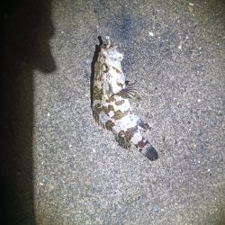 地味に五目釣り達成