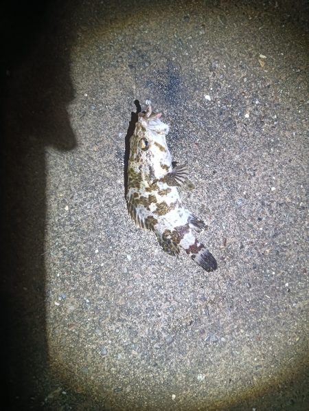 地味に五目釣り達成