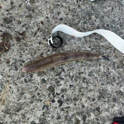 ESOに取り憑かれてます…