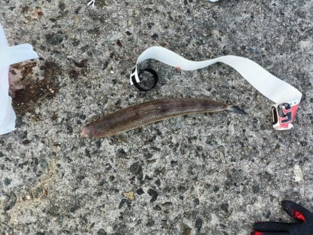 ESOに取り憑かれてます…