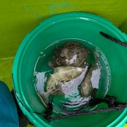 カワハギ◎みのすけ