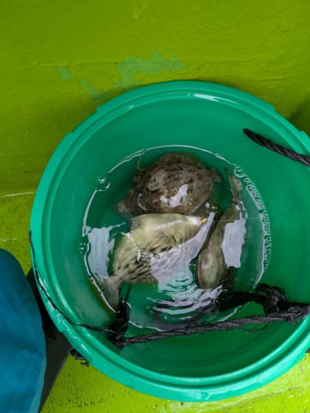 カワハギ◎みのすけ