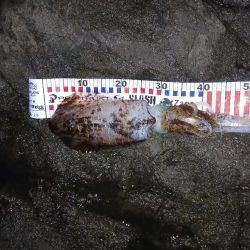 第五回2025秋エギング調査