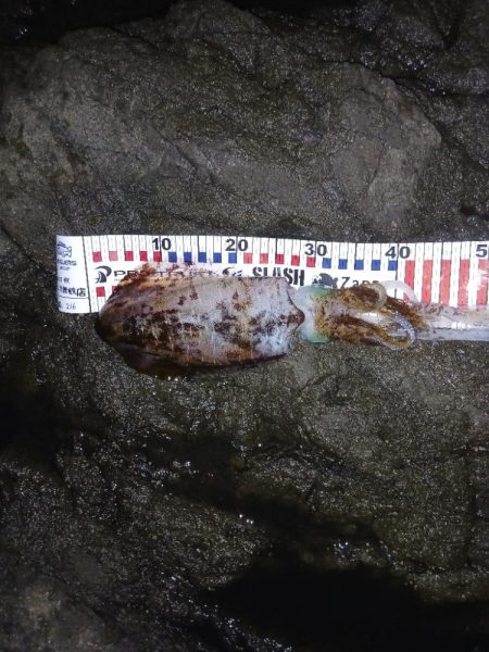 第五回2025秋エギング調査