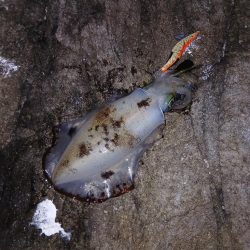 2025秋終盤第六回エギング調査