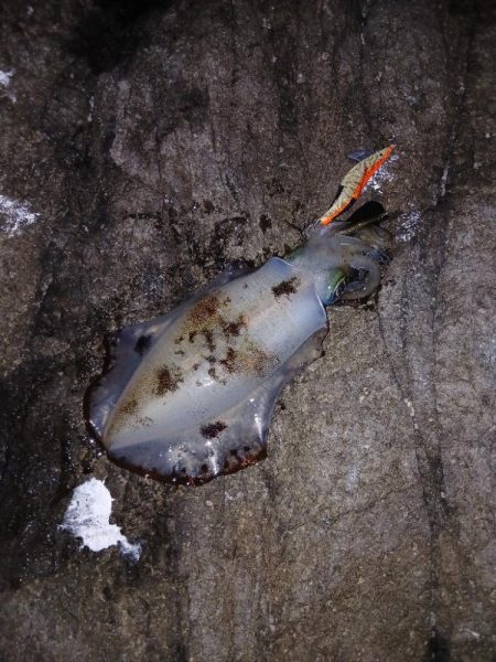 2025秋終盤第六回エギング調査