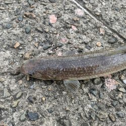 朝、夕まずめのダブルヘッダー