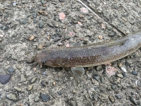 朝、夕まずめのダブルヘッダー