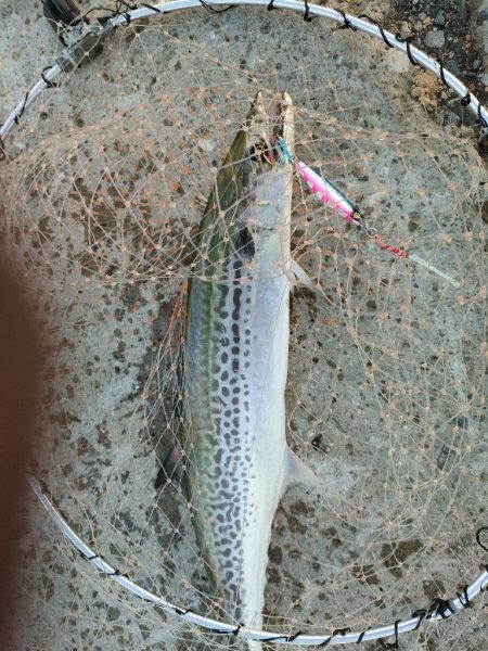 3週間ぶりに今ｼｰｽﾞﾝ5匹目