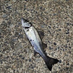 渋い中なんとか