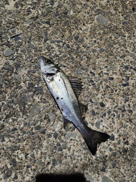 渋い中なんとか