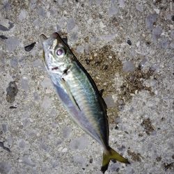 釣れてます、でんごですが