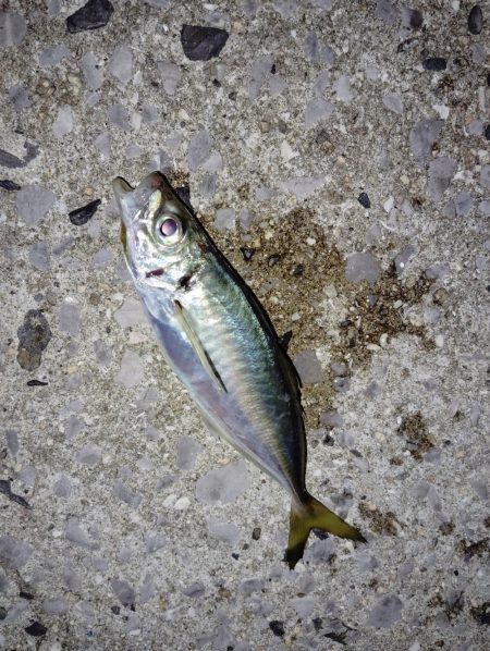 釣れてます、でんごですが