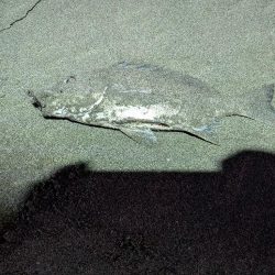 やっぱり狙っていない時に釣れる