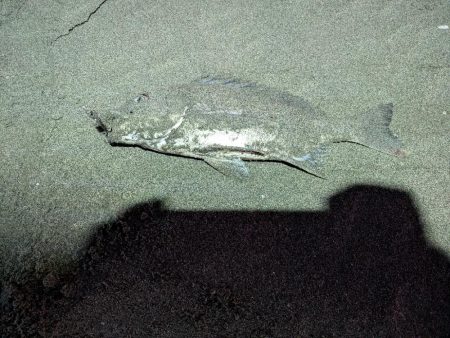 やっぱり狙っていない時に釣れる